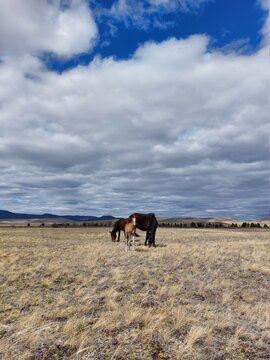 Horse and foal family looking at camera. Herd of horses on Spring meadow