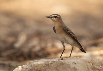 Closeup of a Isabelline Wheatear, Bahrain