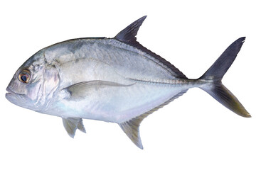 Close up alive of GT or Giant trevally fish from the ocean and white isolated background with clipping path