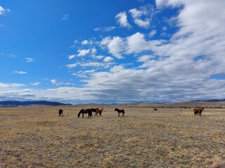 Herd of horses bay chestnut palomino mare stallion and Foals on Spring meadow