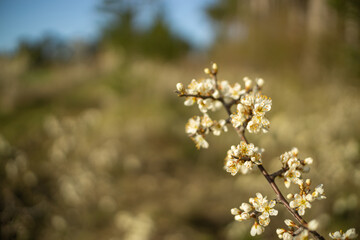 Schlehenblüten