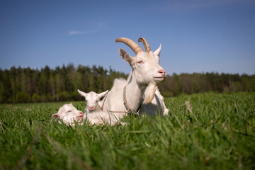 Obraz na płótnie Canvas goat with kids lying on the grass