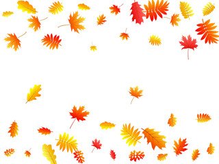 Oak, maple, wild ash rowan leaves vector, autumn foliage on white background. Red orange yellow oak dry autumn leaves. Biological tree foliage fall season specific background graphics.