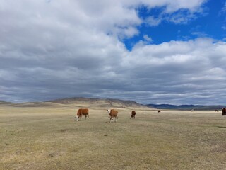 cows on a meadow