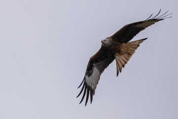 Rotmilan im Flug