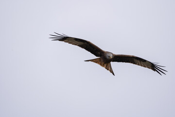 Rotmilan im Flug