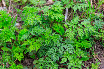 Green hemlock spotted plants (Conium Maculatum)