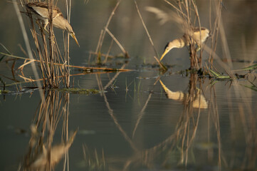 Little Bitterns perched on reed at Asker marsh with reflection on water, Bahrain