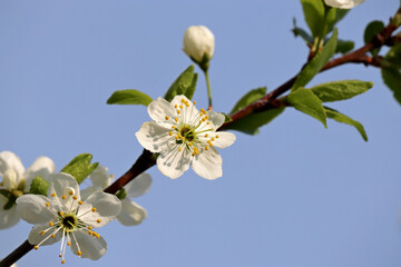 Obraz premium Cherry blossom on a branch in spring garden. White flowers and buds with leaves on blue sky background
