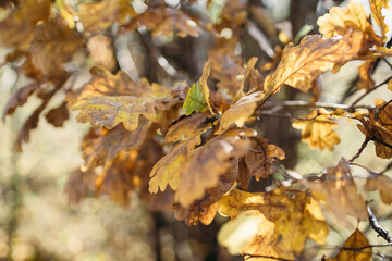 Jesienne spacery po polach