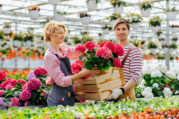 Florists couple working with hydrangea flowers at a greenhouse. Man worker in overalls holding...