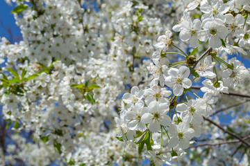 cherry blossom, bee pollination Selective focus