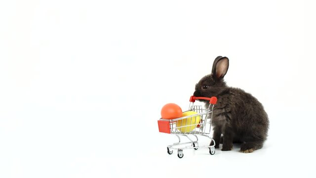 Easter holiday and shopping online concept. Adorable little black bunny rabbit pushing shopping cart with colorful paint easter eggs while walking over isolated white background. 