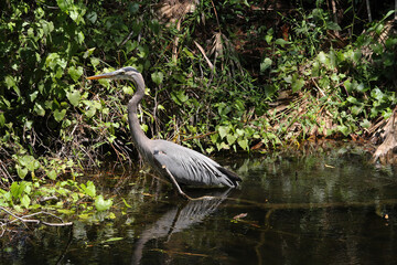 Great Blue Heron in Florida