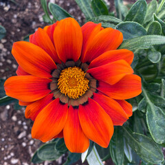 Garden Flowers
