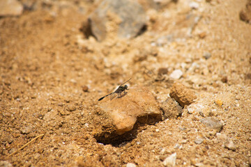 A dragon fly on the golden rock.