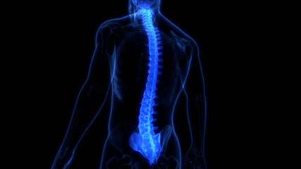 Spinal Cord Vertebral Column of Human Skeleton System Anatomy - obrazy, fototapety, plakaty