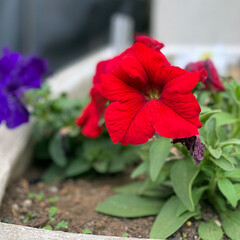 Garden Flowers