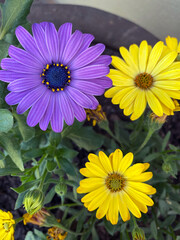 Garden Flowers