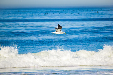 seagull flying over the beach