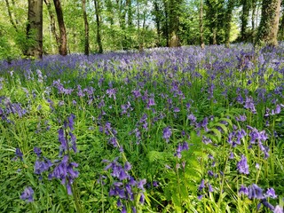 spring in the garden