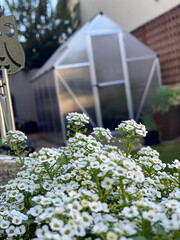 Garden Flowers