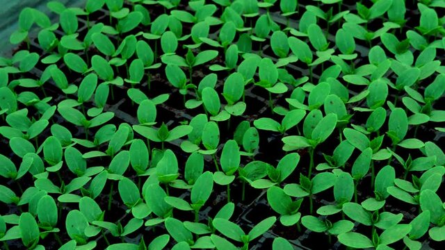 young fresh green sprouts of cucumber in the soil in green house . High quality FullHD footage