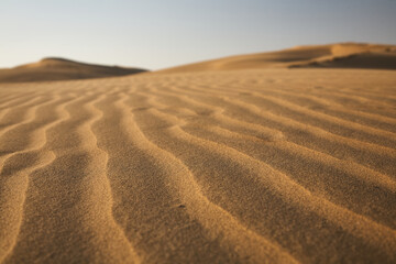 Sand dunes in the Thar desert. India. Day. Frog perspective. The Thar is a desert and semi-desert region in front India in the area of Rajasthan east of the lower Indus.