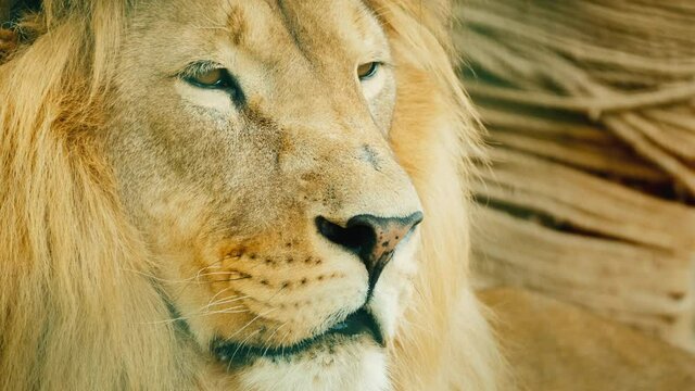 Portrait of a formidable African predator - a lion