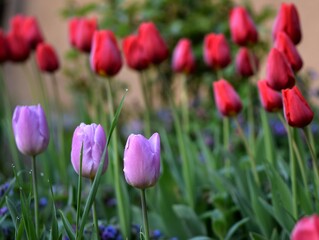 Colorful tulips in spring garden, flowers in the morning sun