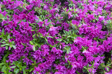 Obraz premium ピンクの花