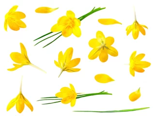 Keuken spatwand met foto Crocus yellow flower isolated set on white background © Svet105