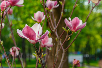 Obraz na płótnie Canvas Beautiful blooming pink magnolia tree in park