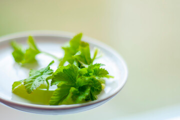 young fresh green currant leaves lying on a plate on a light green background