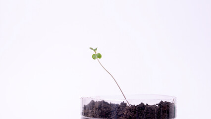 Young seedling in a peat tablet isolated on white background. Indoor home growing of seedlings