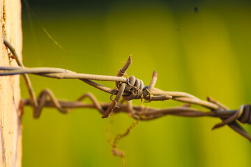 barbed wire on a fence