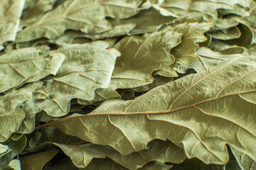Dry oak leaves from a Russian bath broom close-up. Selective focus