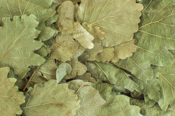 Dry oak leaves on a Russian bath broom close-up