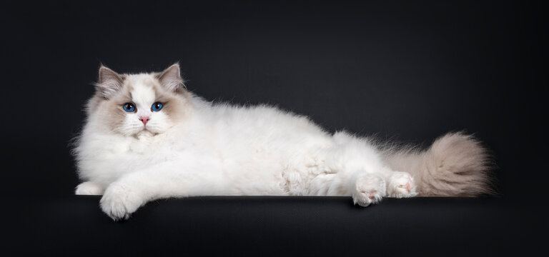 Impressive young Ragdoll cat boy, laying side ways on edge. Looking towards camera with dark blue eyes. Isolated on a black background.