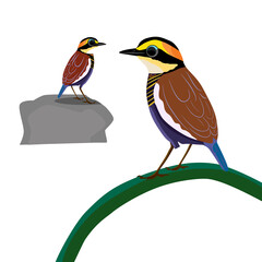 sticker of Malayan banded pitta bird