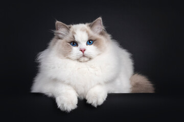 Impressive young Ragdoll cat boy, laying facing front with front paws over edge. Looking towards camera with dark blue eyes. Isolated on a black background.