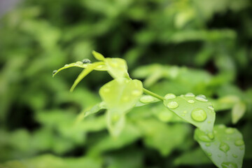 Rain drops on a green leafs. concept emphasizes the feeling of freshness.
