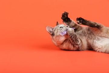 cat is playing with a toy on orange background with copy space