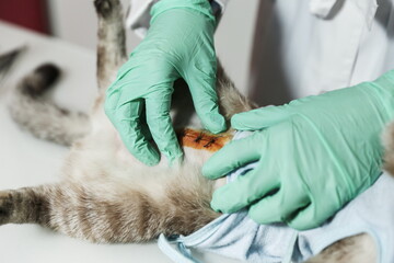 veterinarian treats postoperative suture on a cat 