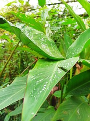 rain drops on leaves