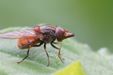Closeup of a common snoutfly , Rhingia campestris on a green leaf