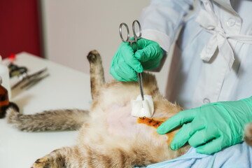 veterinarian treats postoperative suture on a cat 