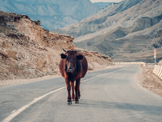 Landscape of the Dagestan Mountains, a mountain road and a lone cow.