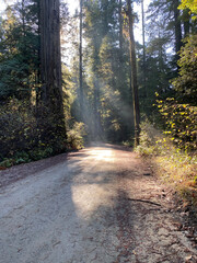 Fototapeta premium Forest 