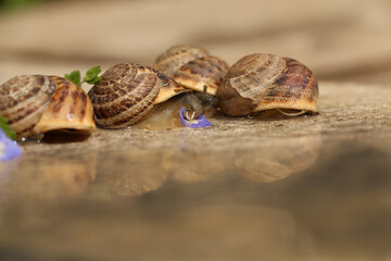 Selective focus. farmers who collect and sell snails for food